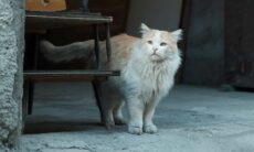 Veterinário dá dicas de como melhorar e esticar a vida de um gato idoso