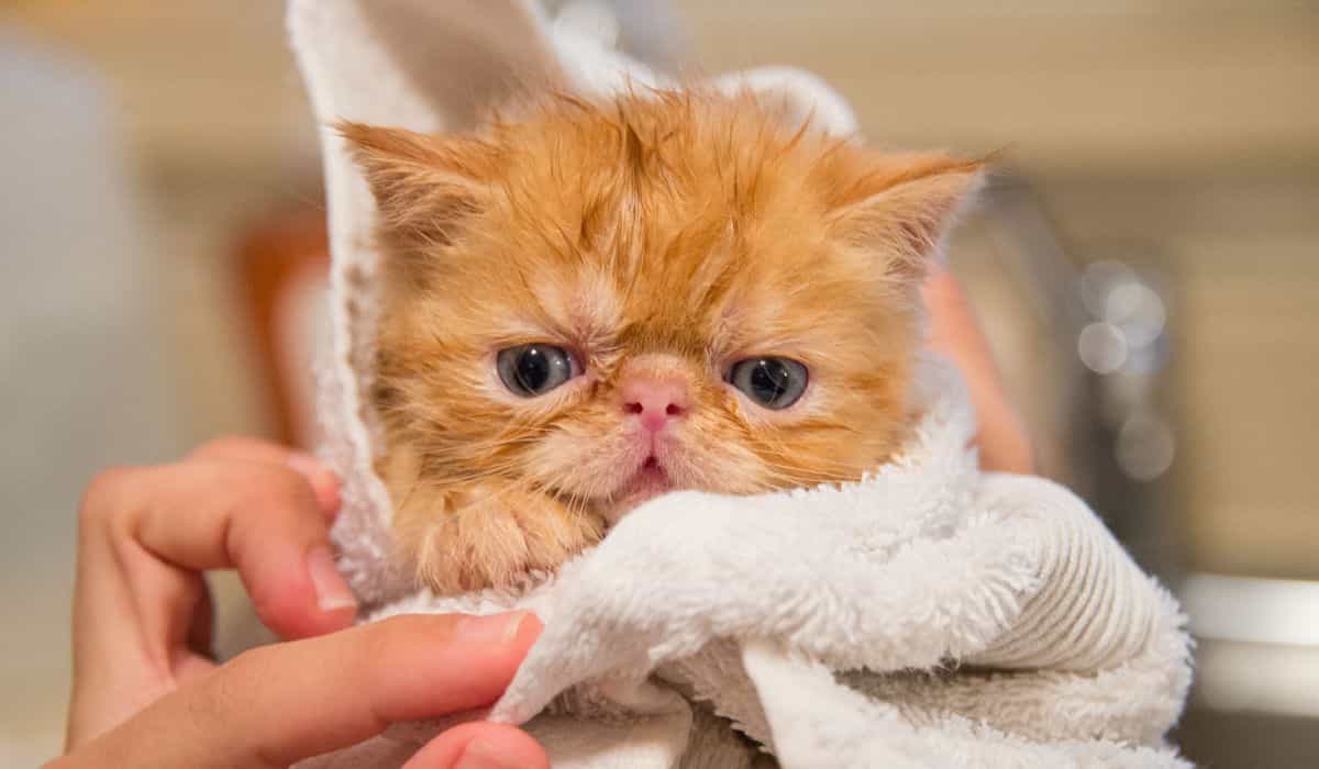 Everything you need to know about bathing cats