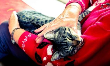 Adotar gatos de abrigos reduz a solidão em idosos que vivem sozinhos, indica estudo