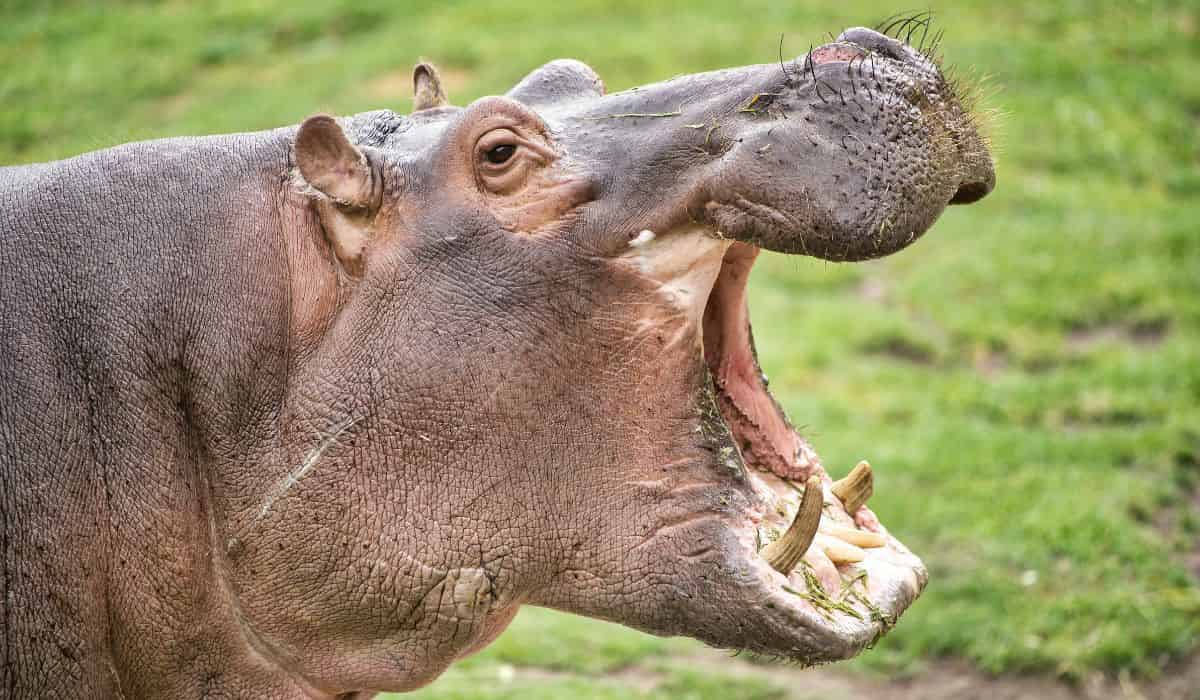 Colombia start met de sterilisatie van nijlpaarden, afstammelingen van de dieren van Pablo Escobar, om de milieudreiging te beheersen