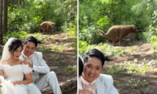 Vídeo hilário: cãozinho estraga a foto perfeita dos noivos