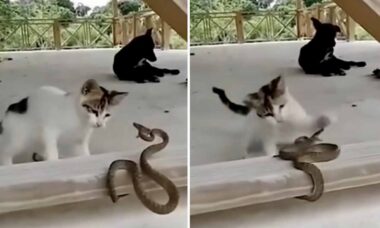 Vídeo impressionante: gato e cobra entram em combate mortal