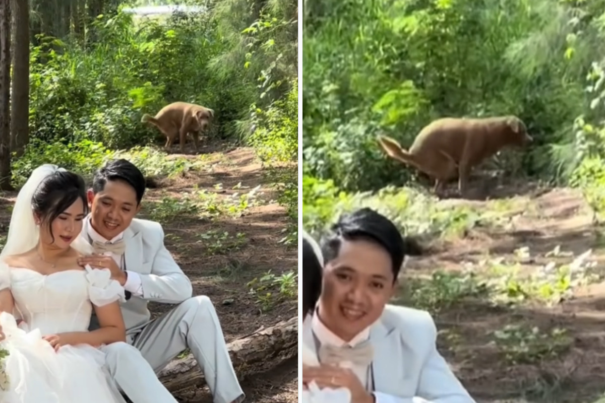 Vídeo hilário: cãozinho estraga a foto perfeita dos noivos