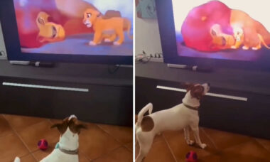 Vídeo comovente: cãozinho fica extremamente abalado com a morte do 'Rei Leão'