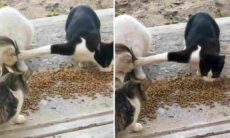 Vídeo hilário: gato extremamente egoísta não divide ração com colega
