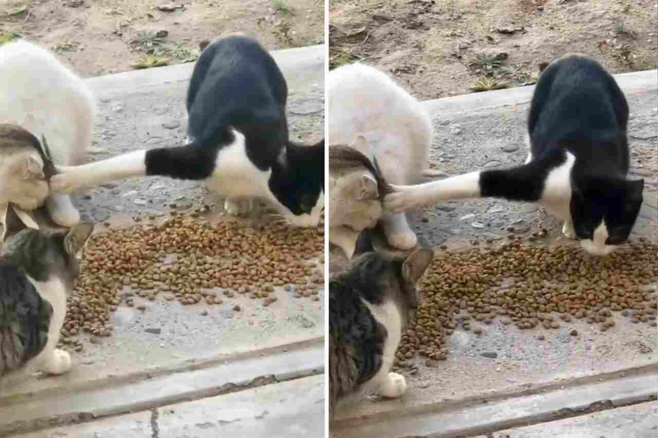 Rolig video: Extremt självisk katt vägrar dela mat med sin kamrat