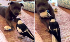 Vídeo: pássaro extremamente corajoso disputa brinquedo com cão pitbull