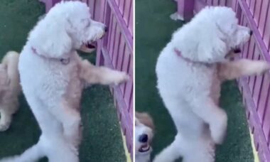 Vídeo hilário: dificilmente você vai ter visto um cão que dance melhor do que esse