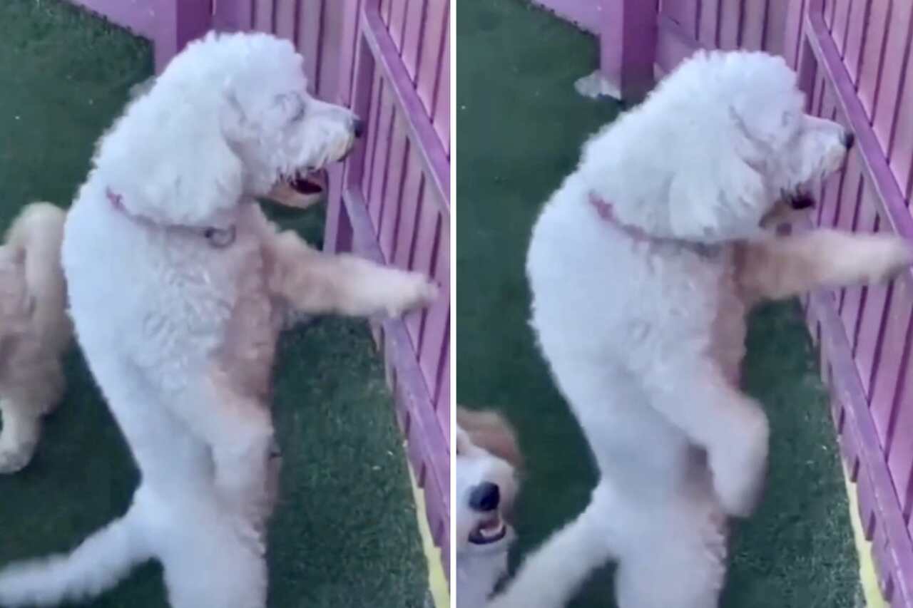 Video divertido: difícilmente habrás visto a un perro que baile mejor que este