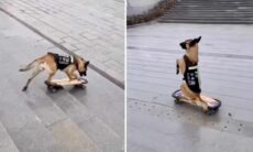Vídeo hilário: cão faz manobra ousada sobre o skate