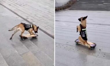 Vídeo hilário: cão faz manobra ousada sobre o skate