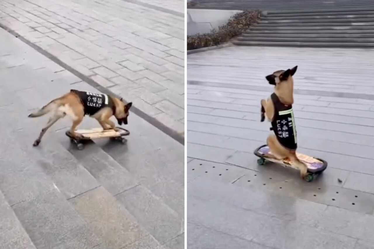 Video amuzant: câinele execută o manevră îndrăzneață pe skateboard
