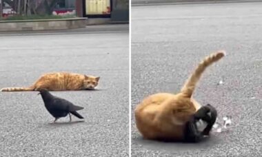 Vídeos impressionantes mostram como os gatos são predadores implacáveis