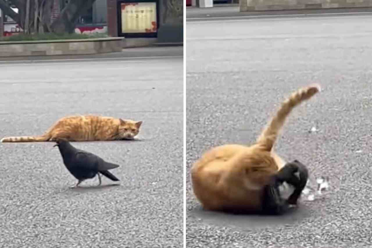 Videos impresionantes muestran cómo los gatos son depredadores despiadados
