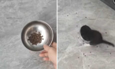 Vídeo hilário: tente não rir com esses gatos esganados