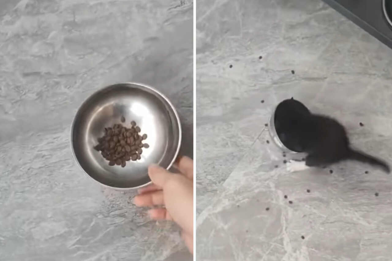 Video amuzant: Încearcă să nu râzi cu aceste pisici flămânde