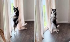 Vídeo hilário: cachorrinha dança ritmos caribenhos como ninguém