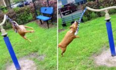 Vídeo hilário: a partir de hoje, sua definição de cachorro louco vai mudar