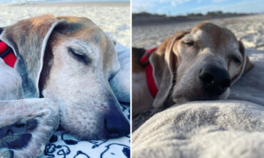 Família leva cãozinho para curtir por de sol na praia em seu último dia de vida