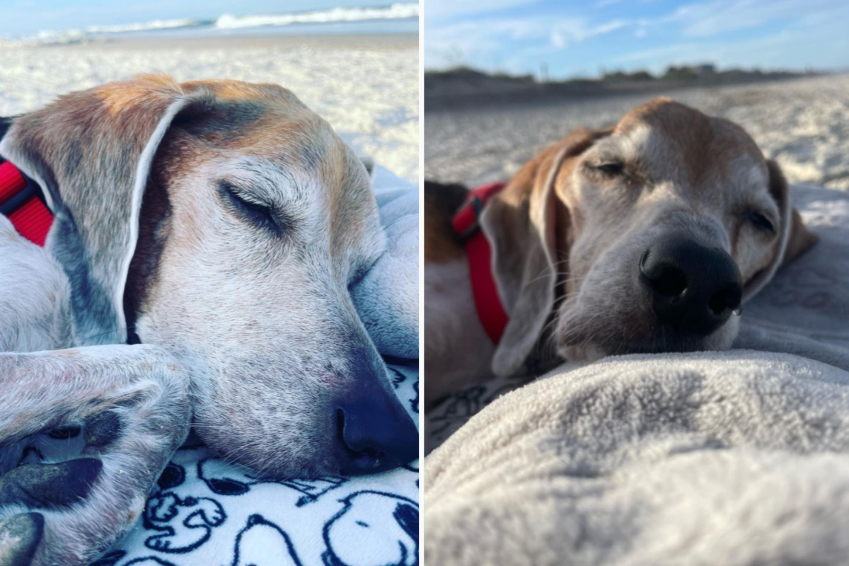 Familia a dus câinele lor mic să se bucure de apusul de soare pe plajă în ultima zi din viața sa