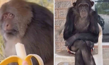 Vídeo hilário: esses macacos divertidos vão alegrar o seu dia