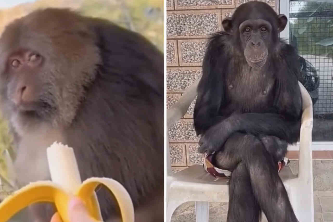 Grappige video: Deze grappige apen zullen je dag opvrolijken