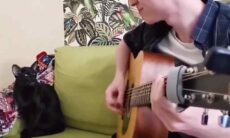 Vídeo divertido registra um gato que sabe como cantar um blues