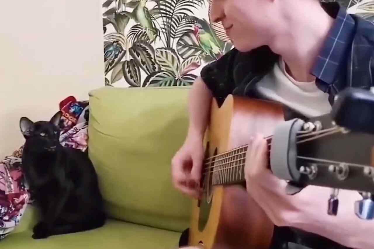 Eğlenceli bir video, gitar çalan sahibi eşliğinde mükemmel bir şekilde blues söyleyebilen bir kediyi kaydediyor