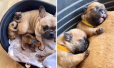 Vídeo: filhotinhos de buldogue francês dormindo com a mãe é a coisa mais fofa que você vai ver hoje