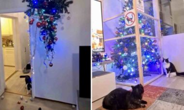 Vídeo hilário: famílias tentam proteger árvores de Natal contra os gatos