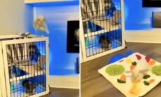 Depois de ver esses vídeos fofos com coelhos, você vai querer ter um