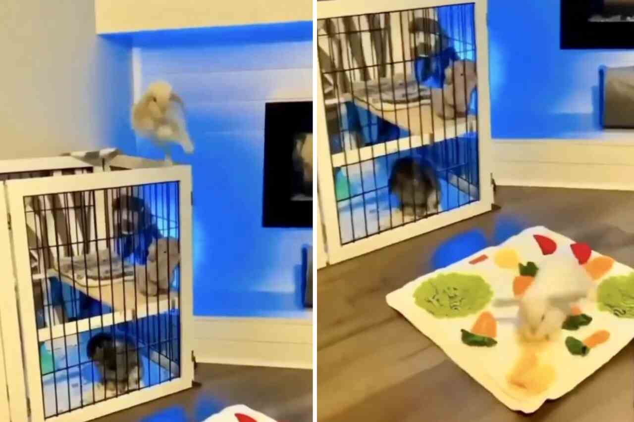 After seeing these cute videos with rabbits, you'll want to have one