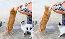 Vídeo hilário: gato é flagrado furtando peixe e é detido pelas autoridades