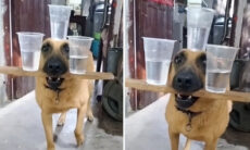 Vídeo incrível: cão pratica malabarismo impressionante com três copos de água