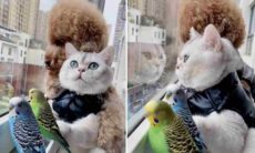 Vídeo fofo: gato, cão e passarinhos são melhores amigos
