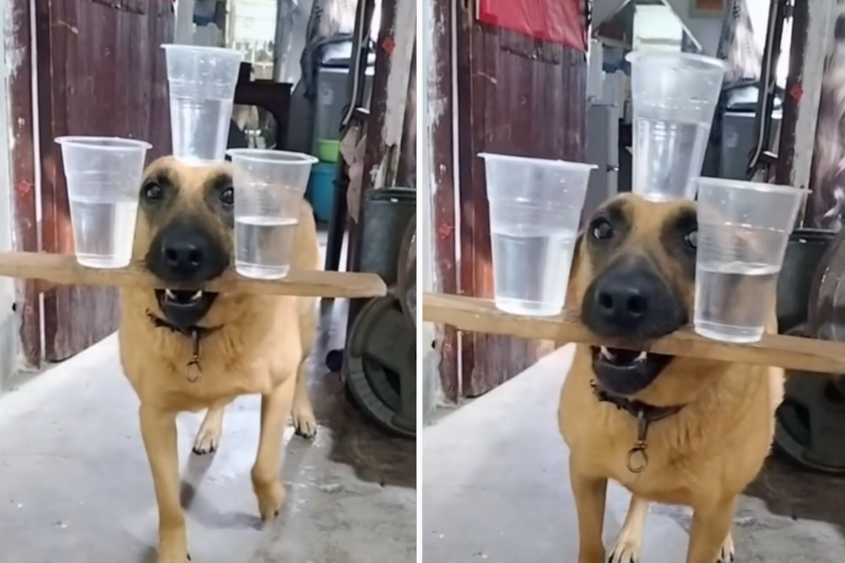 Increíble video: perro realiza impresionante malabarismo con tres vasos de agua
