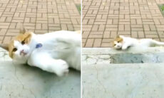 Vídeos hilários: impossível não rir com esses gatos enlouquecidos