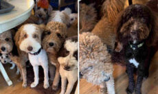 Vídeo fofo: cãezinhos simpáticos aguardam sua vez na chamada para o almoço