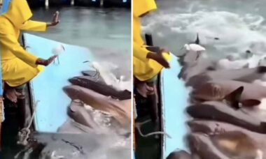 Vídeo incrível: homem é o primeiro domador de tubarões de que se tem notícia