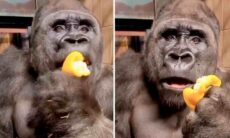 Vídeo hilário: gorila se surpreende ao descobrir que fica gasoso ao comer pimentão