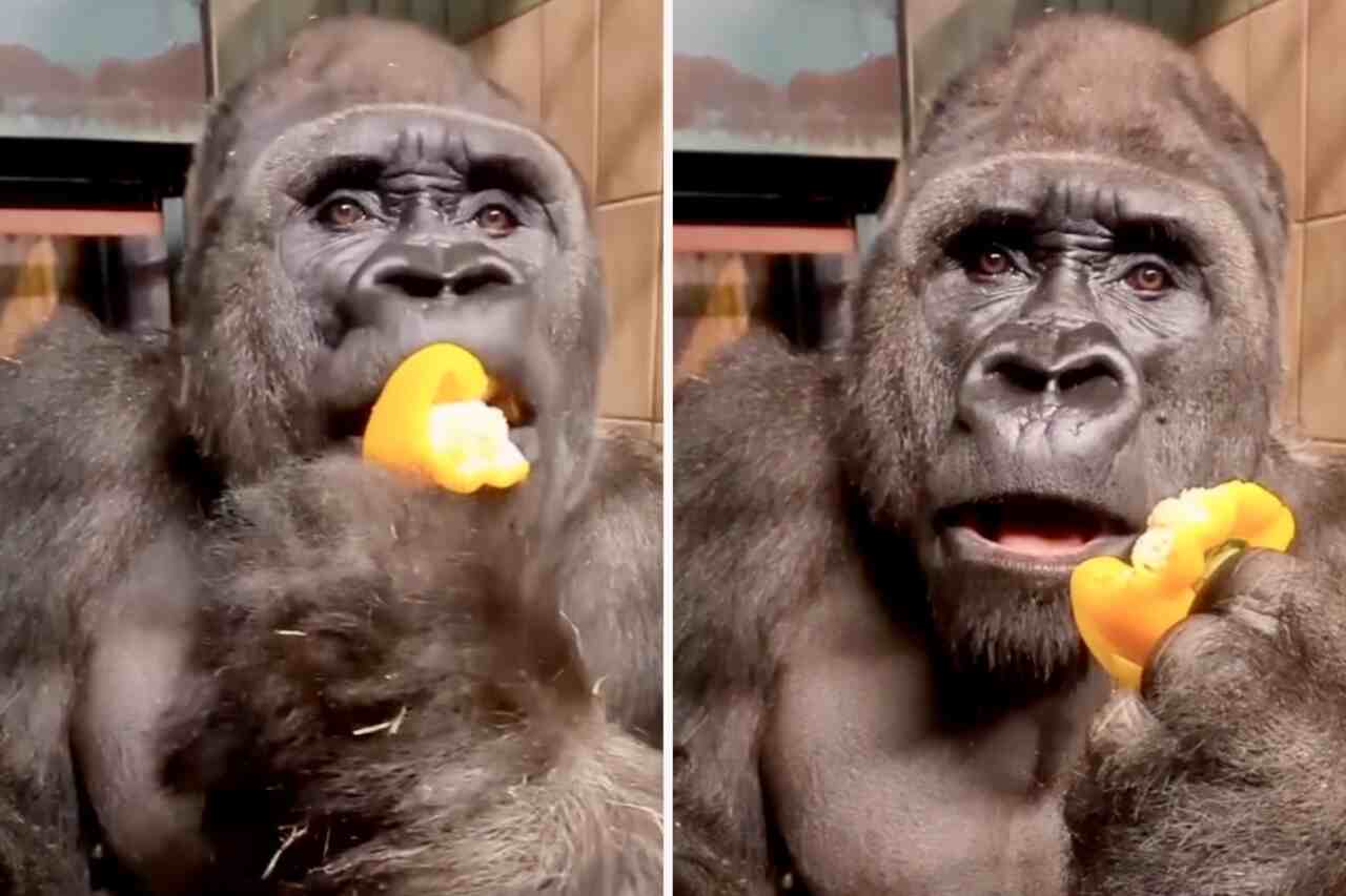 Grappige video: Gorilla is verrast om te ontdekken dat hij winderig wordt na het eten van paprika