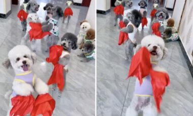 Esse vídeo de cães dançarinos é a coisa mais fofa que você vai ver hoje