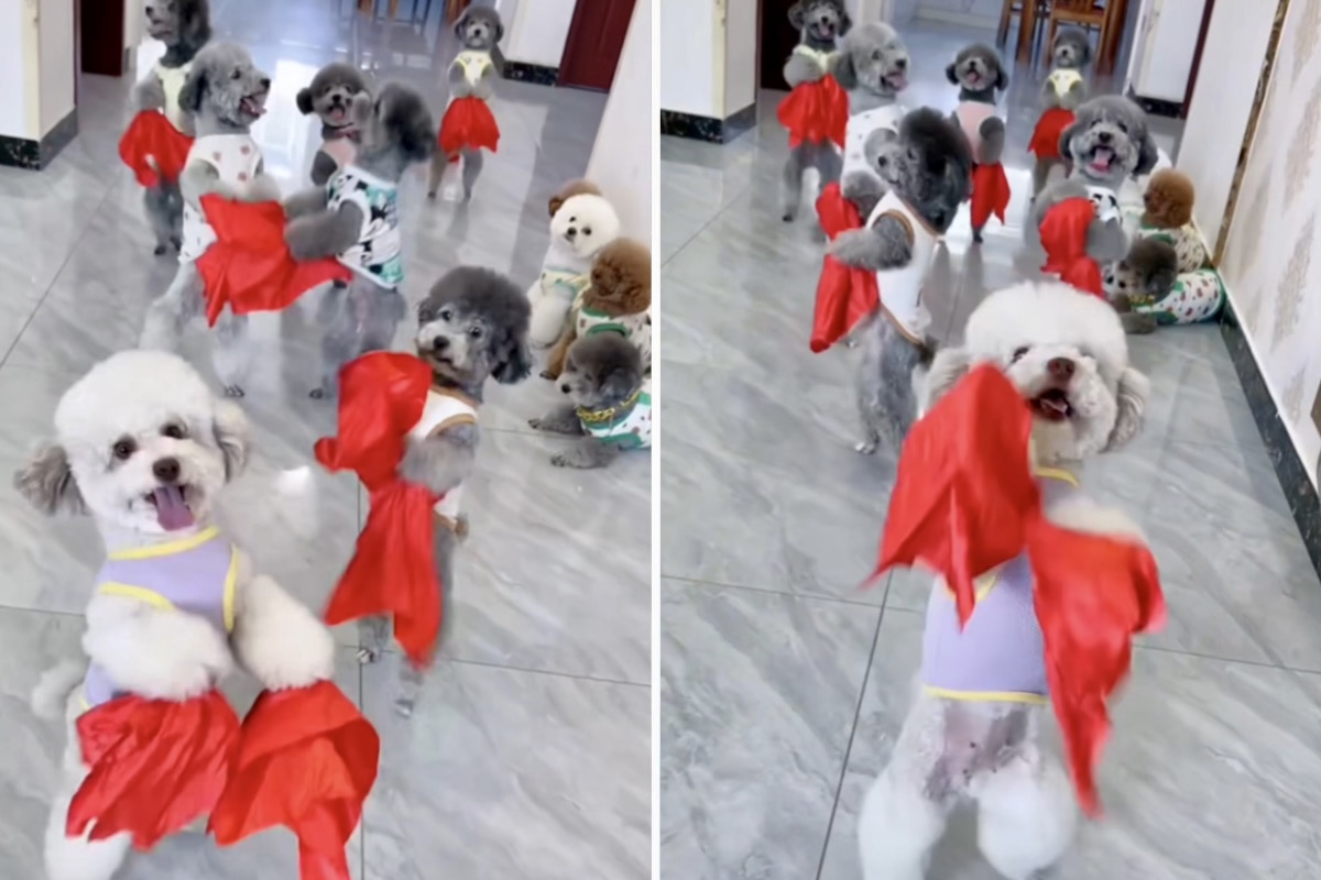 Esse vídeo de cães dançarinos é a coisa mais fofa que você vai ver hoje
