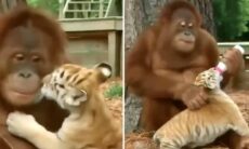Vídeo fofo: mamãe orangotango se diverte com filhotes de tigre