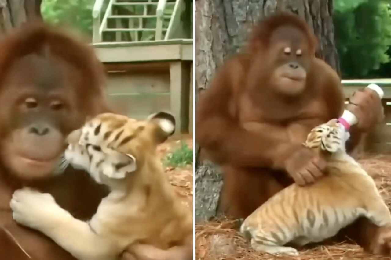 Urocze wideo: Małpa orangutan bawi się z młodymi tygrysami