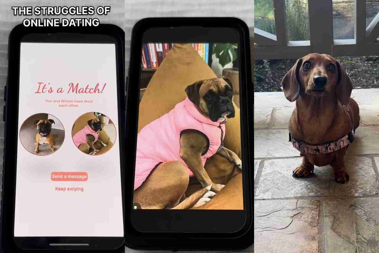 Grappige video: Hond wordt voor de gek gehouden op dating-app
