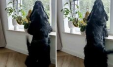 Vídeo hilário: cão é o melhor dançarino de lambada da história