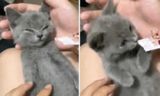 Esse vídeo com cães, gatos, patos, cabras e porquinho vai alegrar seu fim de semana