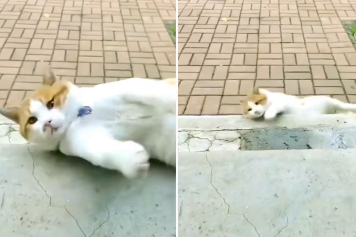 Hilarious Videos: impossible not to laugh at these crazy cats