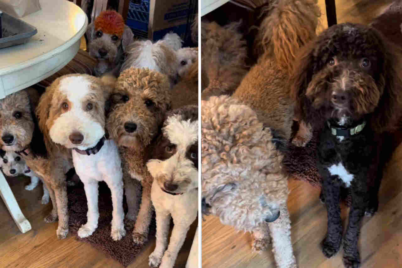 Video carino: Cuccioli adorabili aspettano pazientemente il loro turno per il pranzo